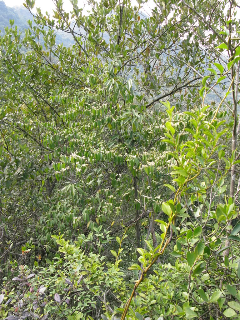  p>葫芦果山矾(学名: i>symplocos cavaleriei /i>)是山矾科山矾属下