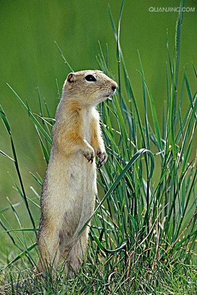 ">达乌尔黄鼠(学名: i>spermophilus dauricus /i>)别名黄鼠,蒙古黄鼠