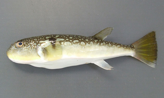  p>虫纹东方鲀(学名: i>takifugu vermicularis /i>)是鲀科,东方鲀属