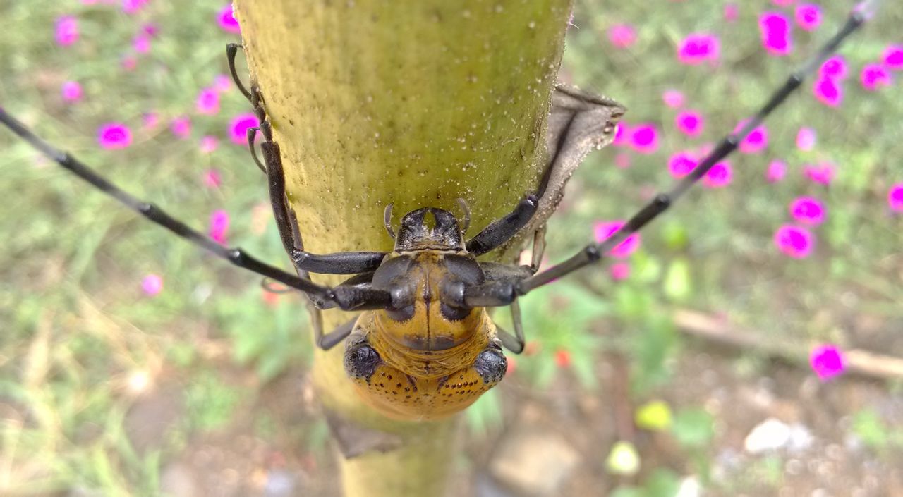  p>属鞘翅目, a href="#" data-lemmaid="6263256">天牛科 /a>,沟胫 a