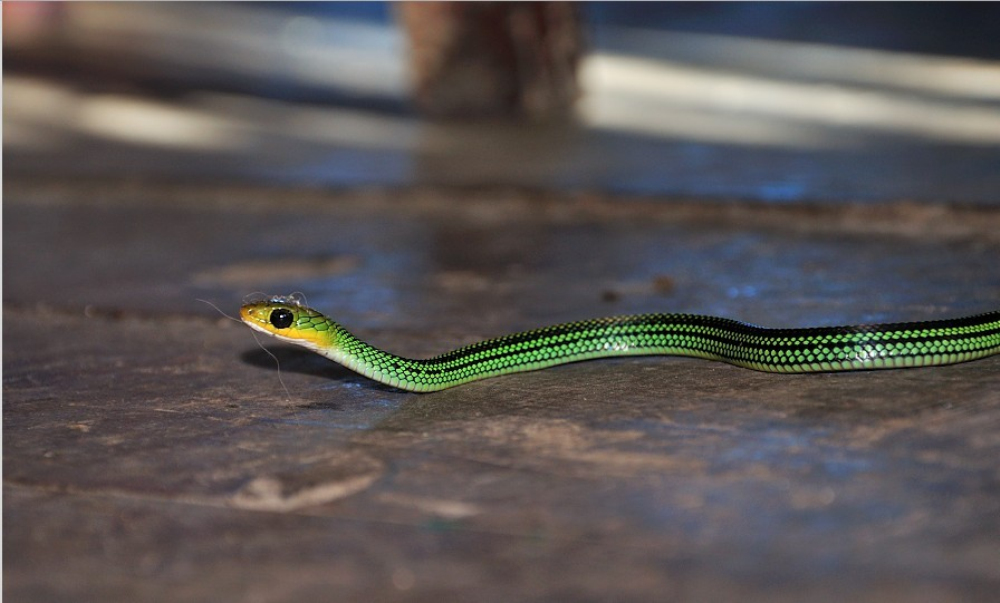  p>黑线乌梢蛇, a href="#">游蛇科 /a> a href="#">乌梢蛇属 /a>物种