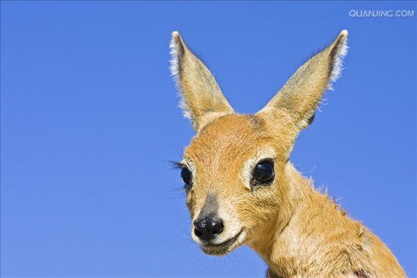 当发现敌人,例如一只猎豹或一只狮子,羚羊 群中的一个或