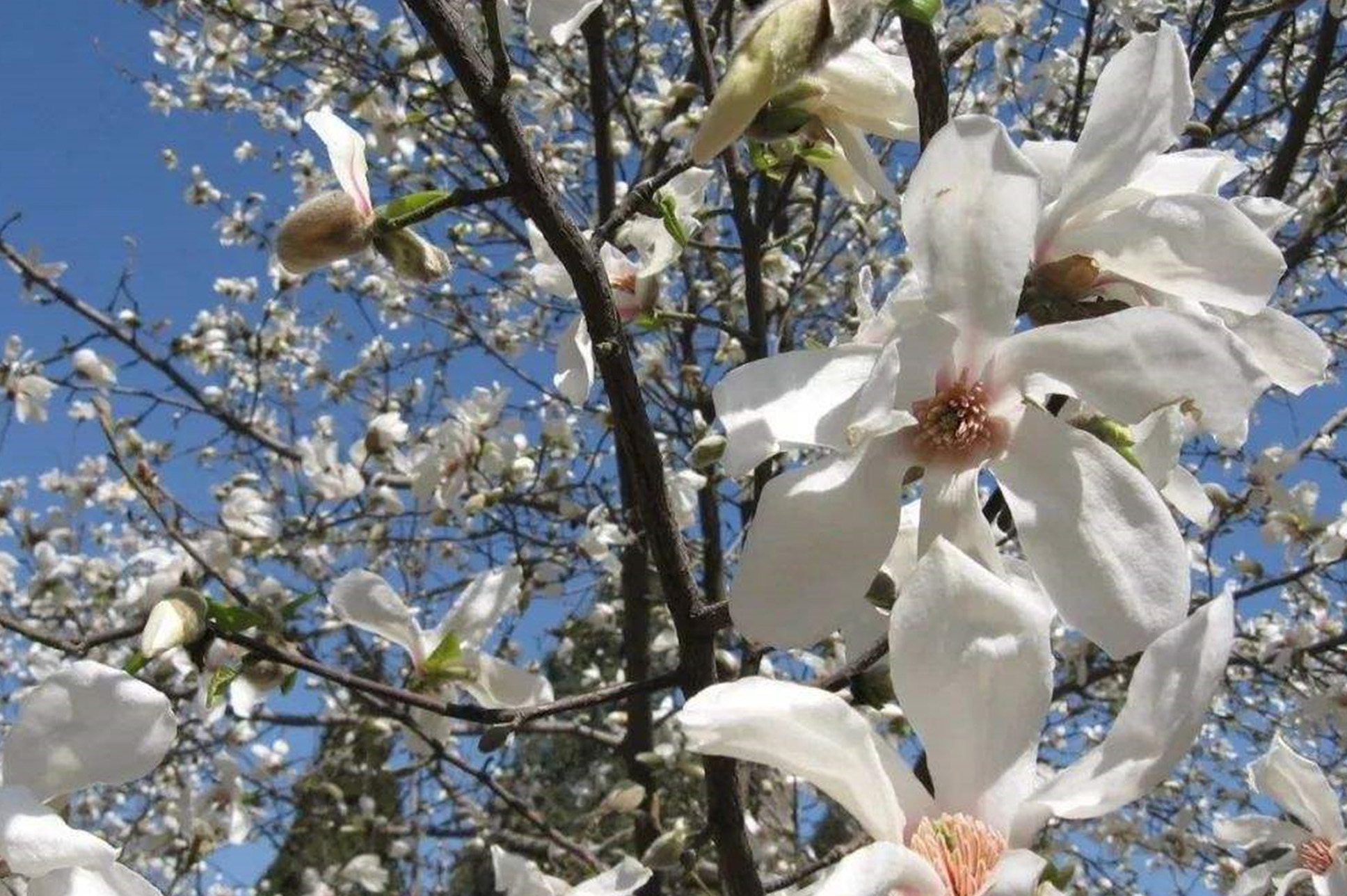 magnolia zenii w. c. cheng