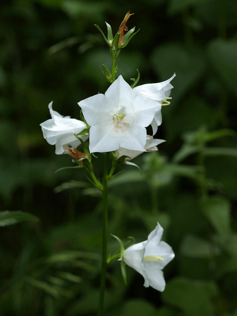  p> b>白钟花 /b>(学名: i>cyananthus montanus /i>)是桔梗科 a