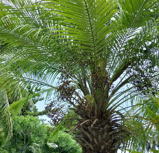 >江边刺葵( i>phoenix roebelenii /i> obrien)是棕榈科刺葵属的植物