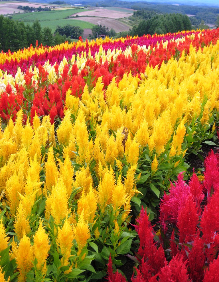 id="5851324">苋科 /a> a target="_blank" href="/item/植物/142914"