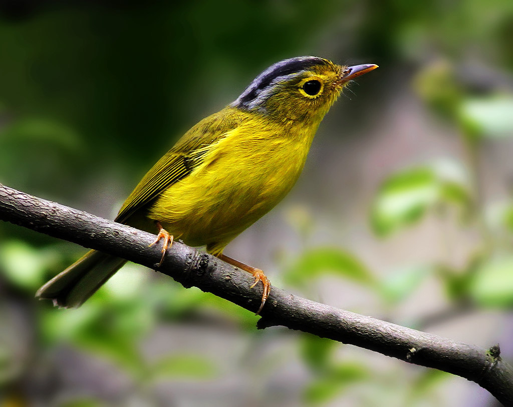  p>金眶鹟莺(学名: i>seicercus burkii /i>)小型鸟类,体长10~11厘米.