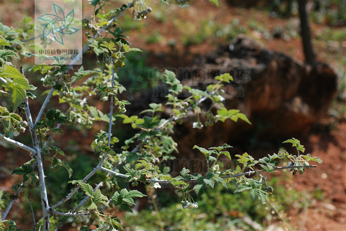  p>腺毛粉枝莓蔷薇科悬钩子属植物. /p>