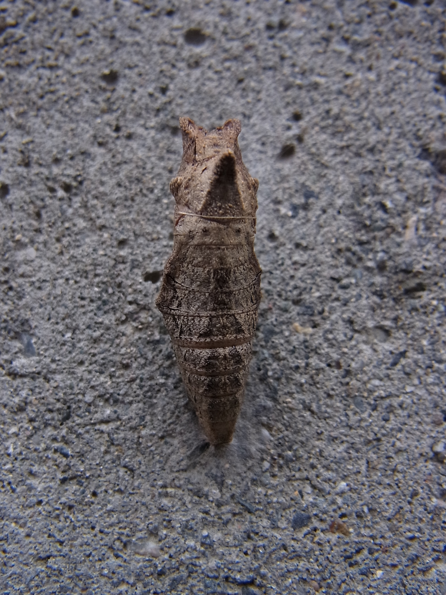  p>柑橘凤蝶(学名: i>papilio xuthus /i>)是凤蝶科,凤蝶属的蝴蝶.