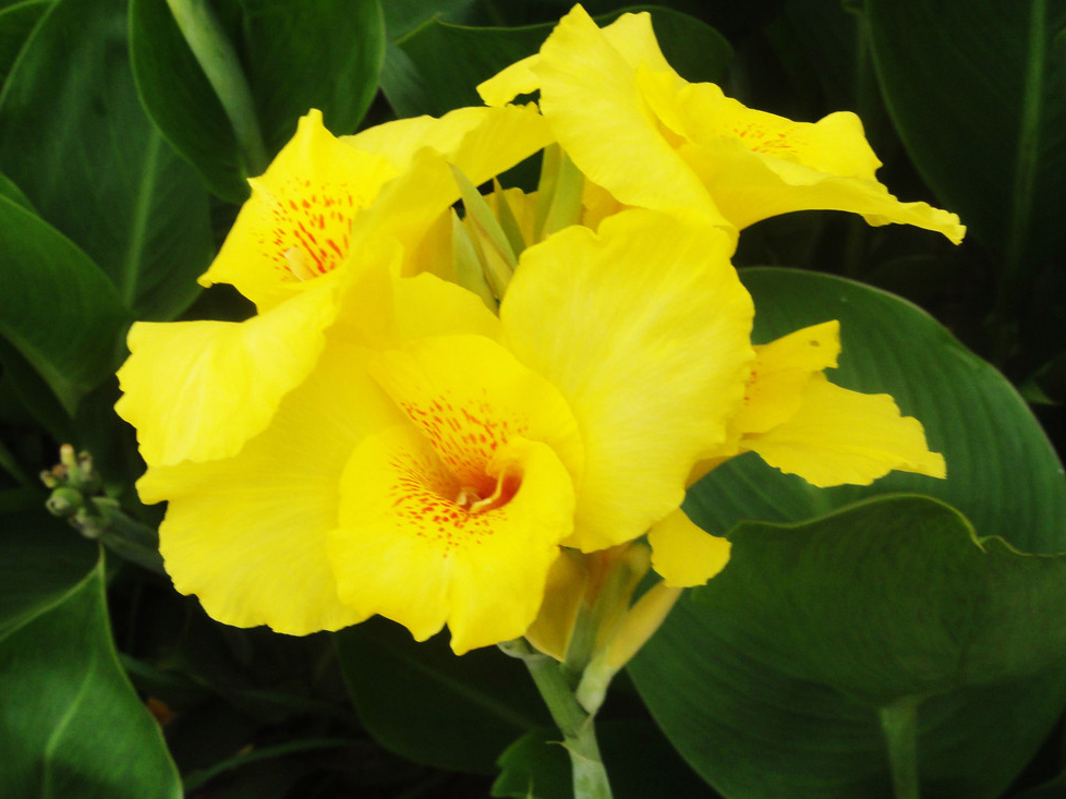 canna indica flava