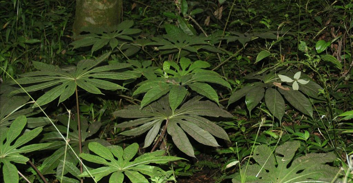  p>翅叶掌叶树是产自云南 a target="_blank"