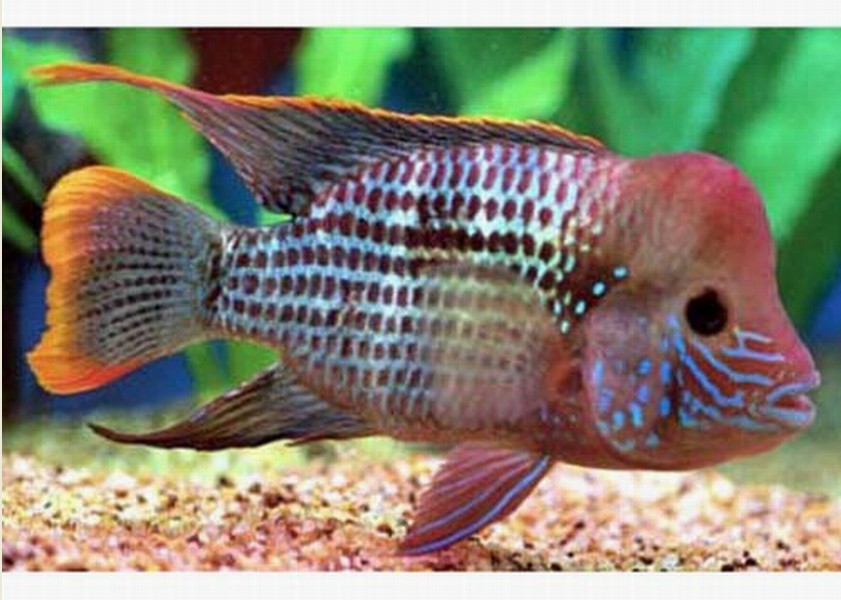  p> a href="#" data-lemmaid="7024132">红尾皇冠鱼 /a>,学名