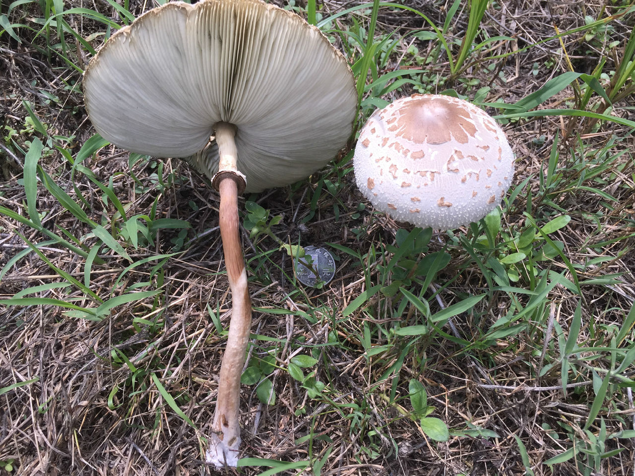 大青褶伞