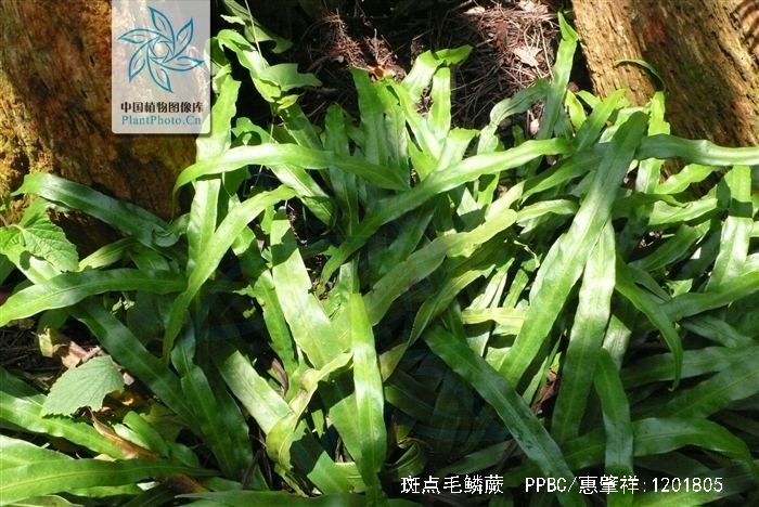 tricholepidium maculosum (christ) ching