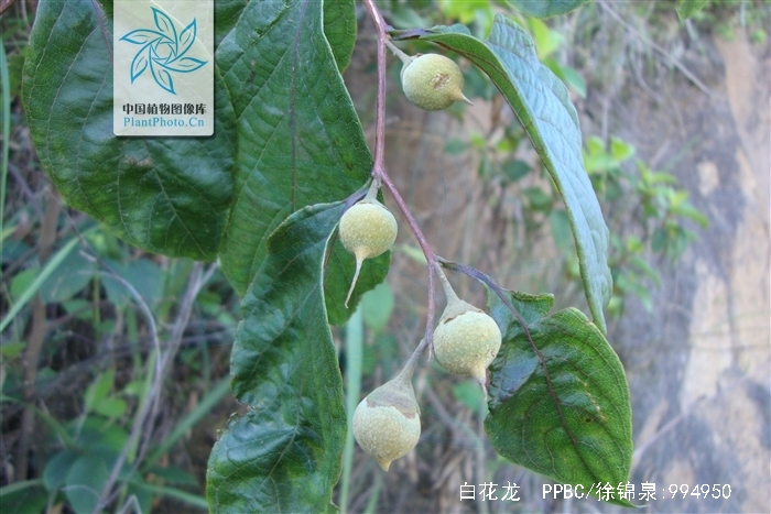 白花龙