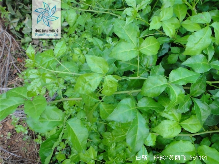  p>白簕(拉丁文名: i>eleutherococcus trifoliatus /i>),披散灌木,常