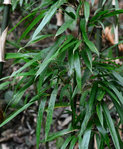  p>刺黑竹(学名: i>chimonobambusa neopurpurea /i> yi )是禾本科,寒