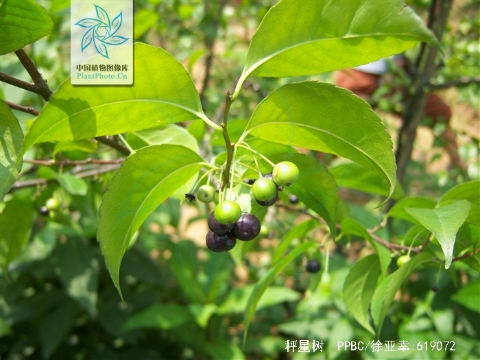 ilex asprella (hook.