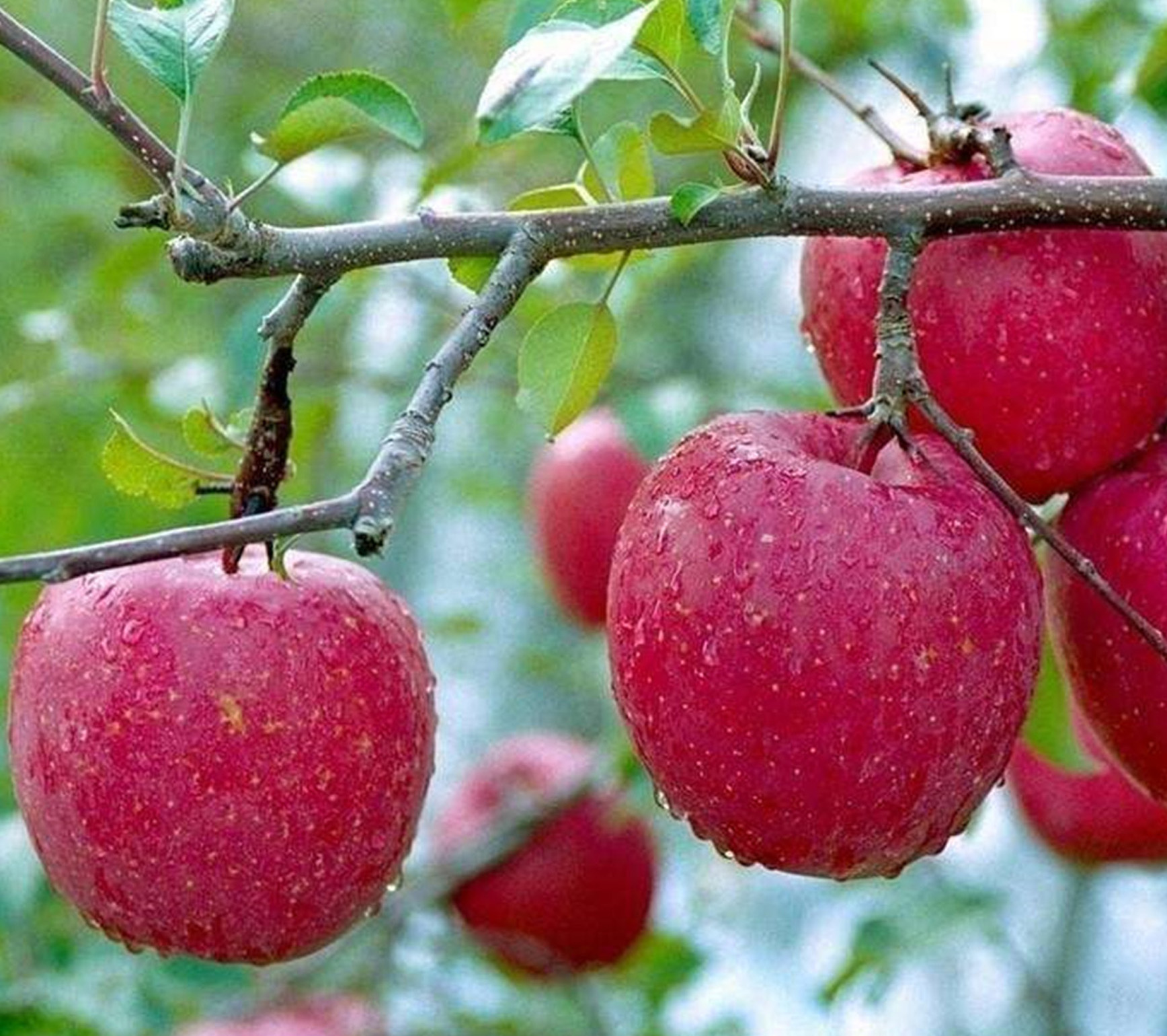 dieck),是蔷薇科 a target="_blank" href="/item/苹果属/10012018"