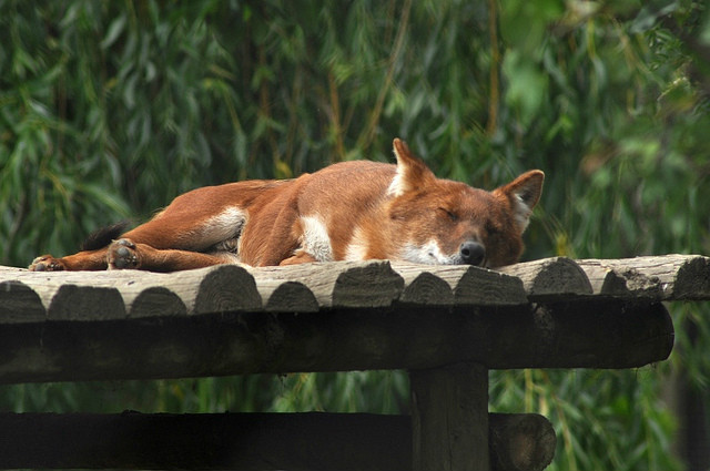  p>爪哇豺(学名: i>cuon alpinus javanicus /i>):是豺的 a href="#"