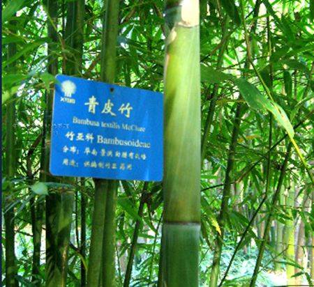 长宁库-青皮竹群体_百度百科