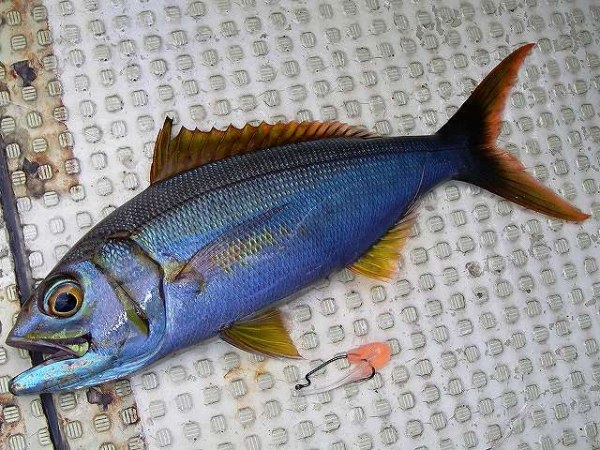 id="gn78taqaa0">榄色细齿笛鲷(学名:aphareus furca),又名叉尾鲷,小