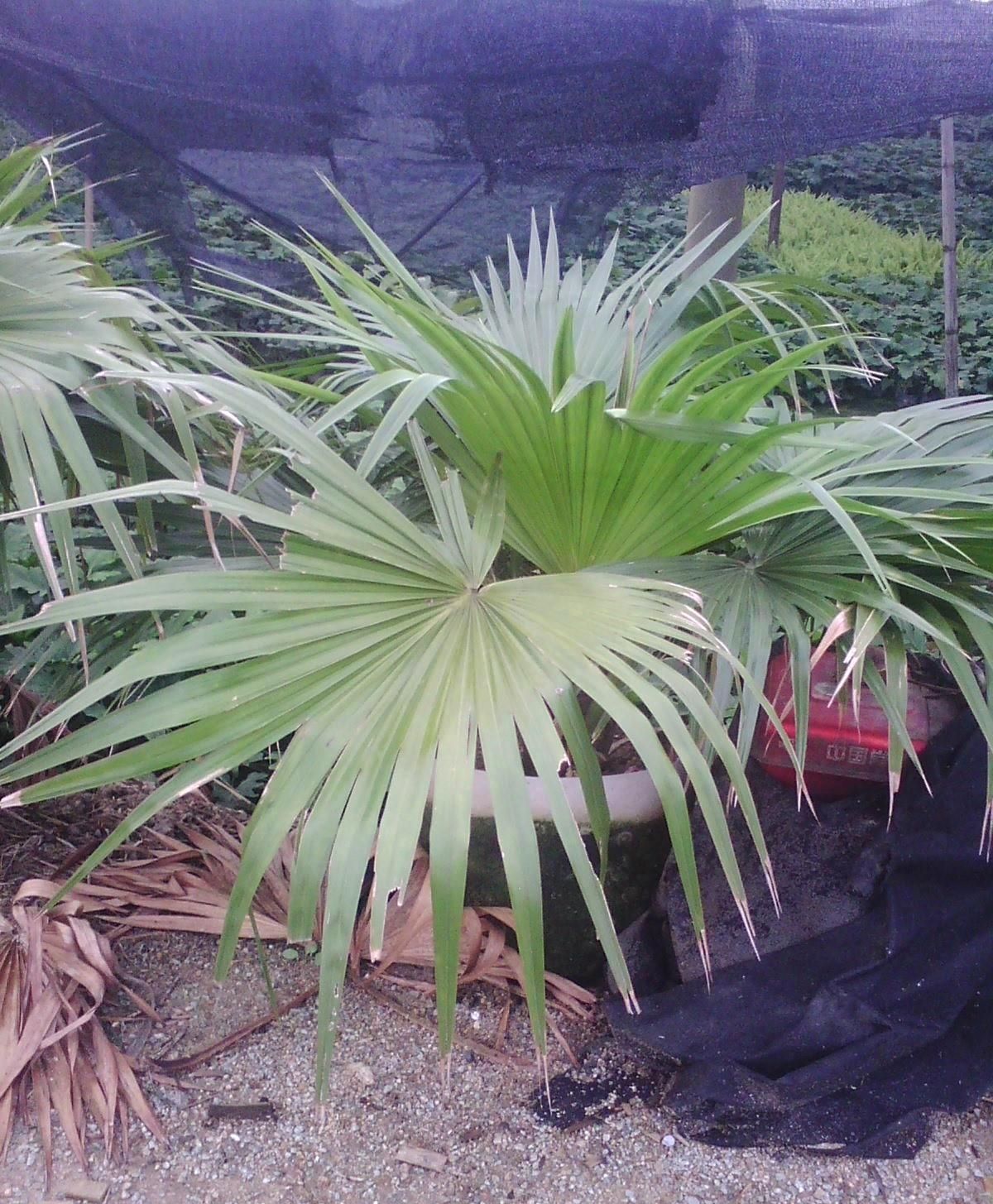 分类学中是棕榈科 a target="_blank" href="/item/蒲葵属/3213733"