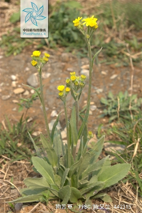  p data-id="go17qu48h9">狗舌草( i>tephro