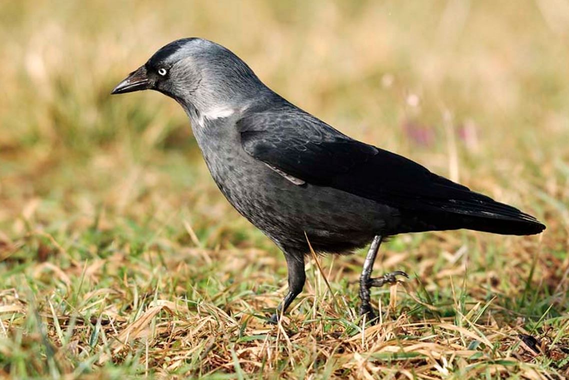 eurasian jackdaw