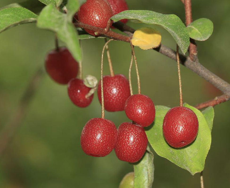  p>木半夏(学名: i>elaeagnus multiflora /i> thunb.