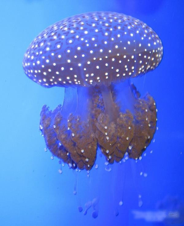 包括刺丝胞动物,钵水母纲,十字水母纲,立方水母纲动物