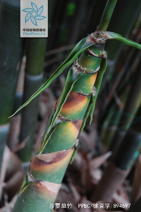  p>沙罗单竹(学名: i>schizostachyum funghomii /i> mcclure)是禾本