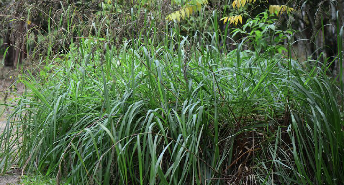cymbopogon winterianus jowitt