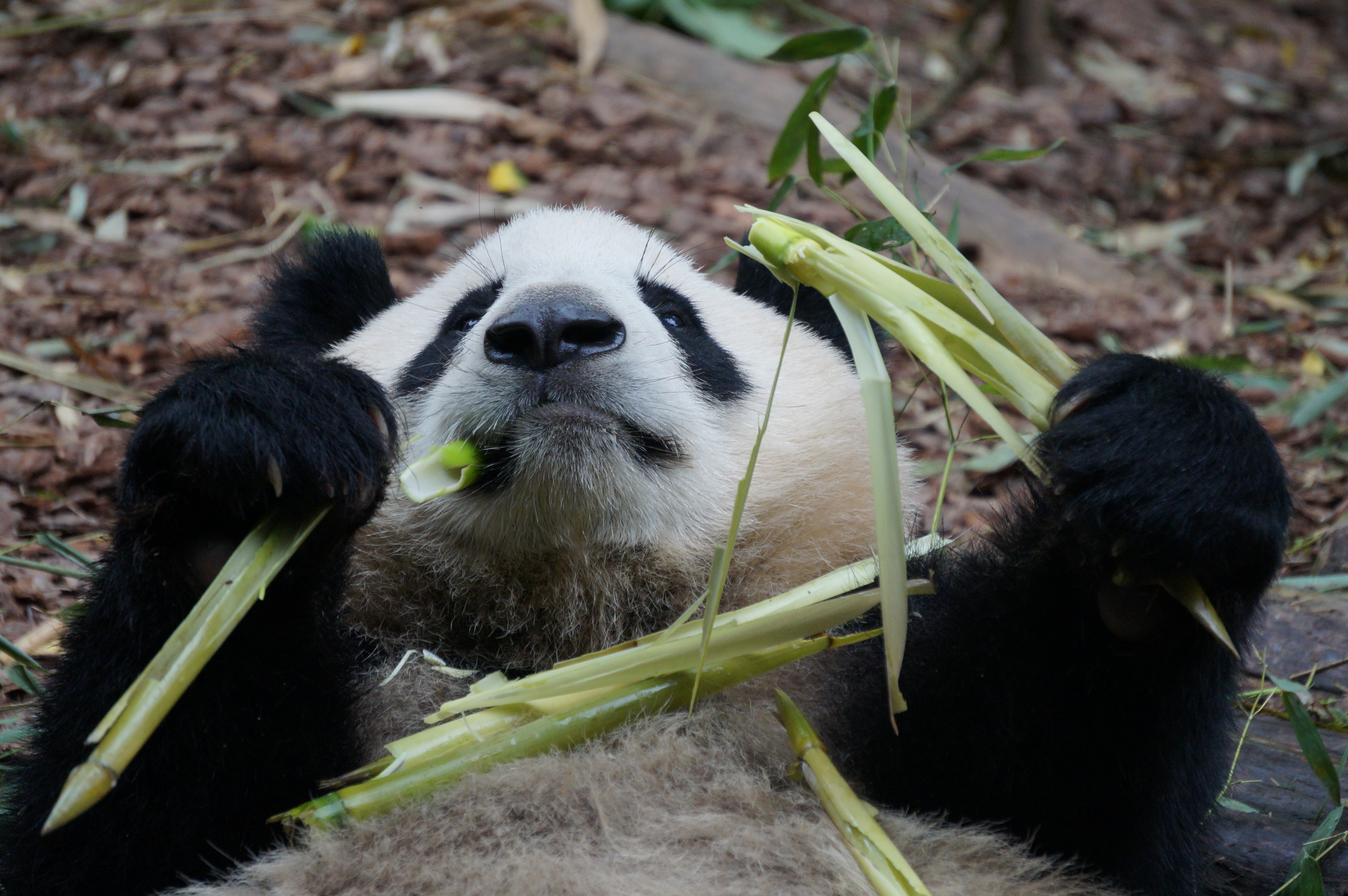 obmqfnub">和叶,雄性 a target="_blank" href="/item/大熊猫/34935"