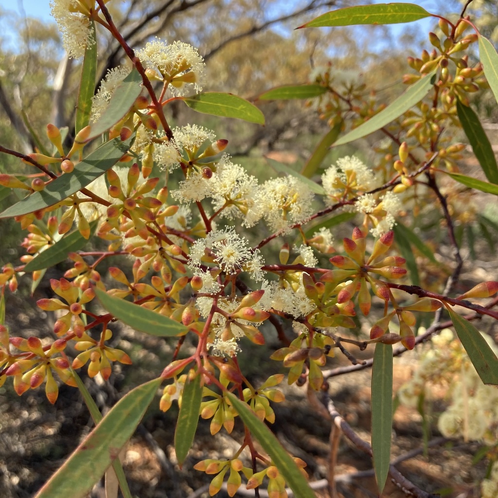 eucalyptus dumosa a.cunn. ex oxley