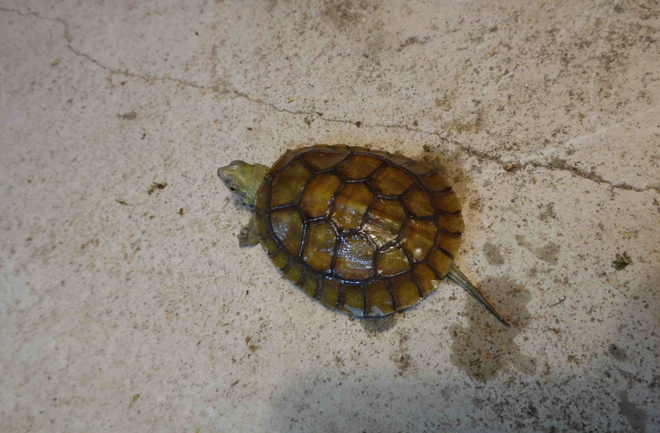  p>潘氏闭壳龟(学名: i>cuora pani /i>)是龟科,闭壳龟属动物.