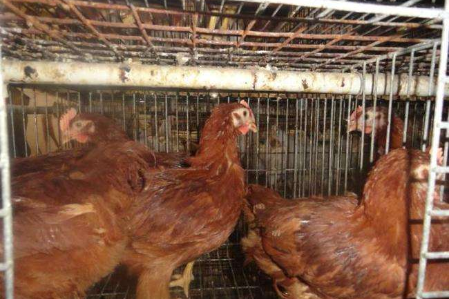 海赛克斯褐壳蛋鸡