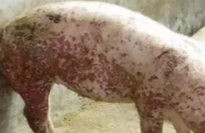 猪渗出性表皮炎