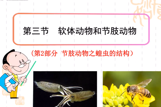 节肢动物之蝗虫的结构
