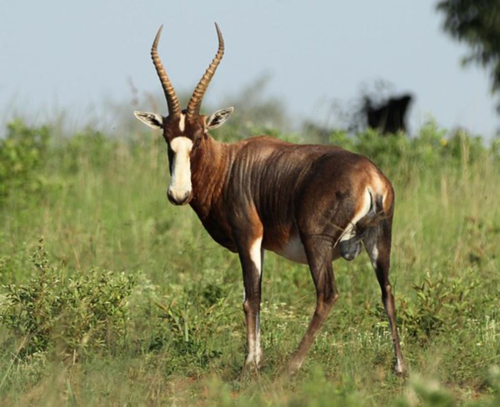  p>白纹牛羚(学名: i>damaliscus pygargus /i>):哺乳纲,牛科,转角