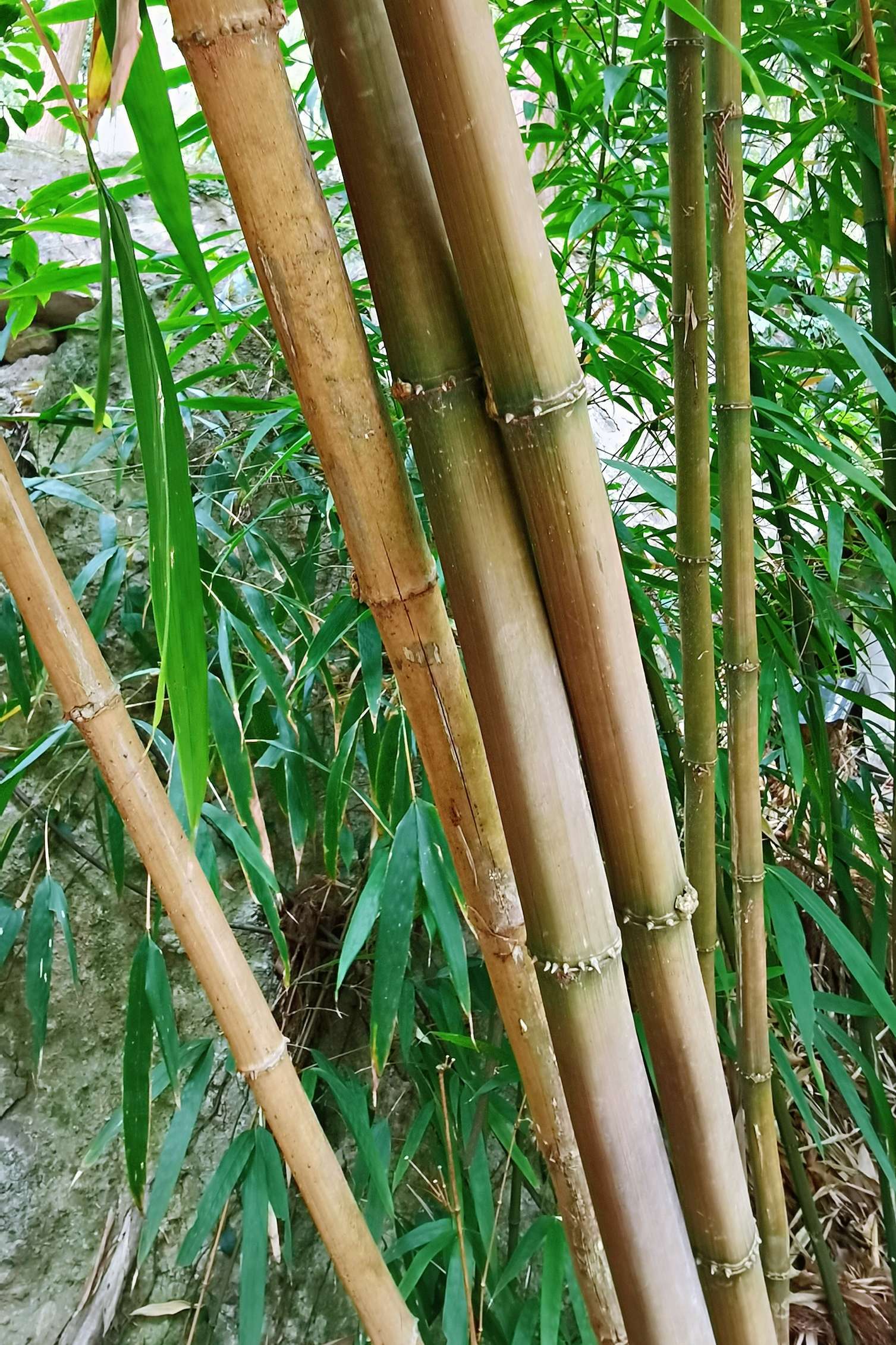  p data-id="tzooidtjpcwg">方竹( i>chimonoba