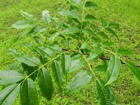 黄檗（芸香科黄檗属植物）_百度百科
