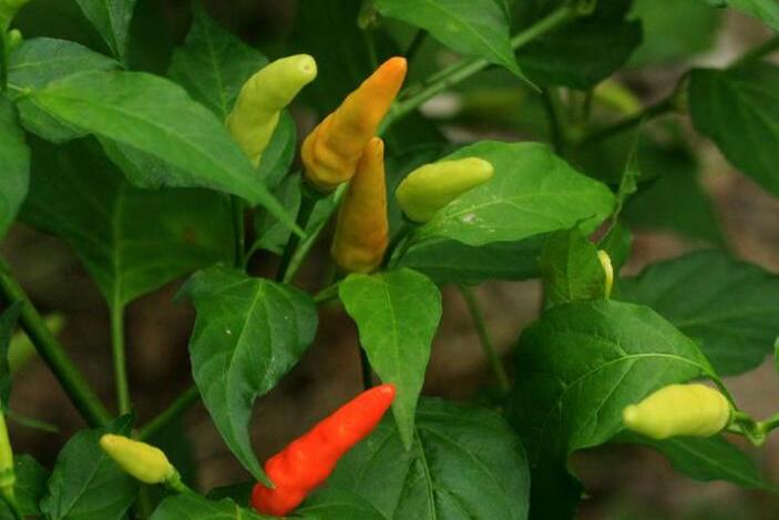 p>朝天椒(学名: i>capsicum annuum /i> l. var.