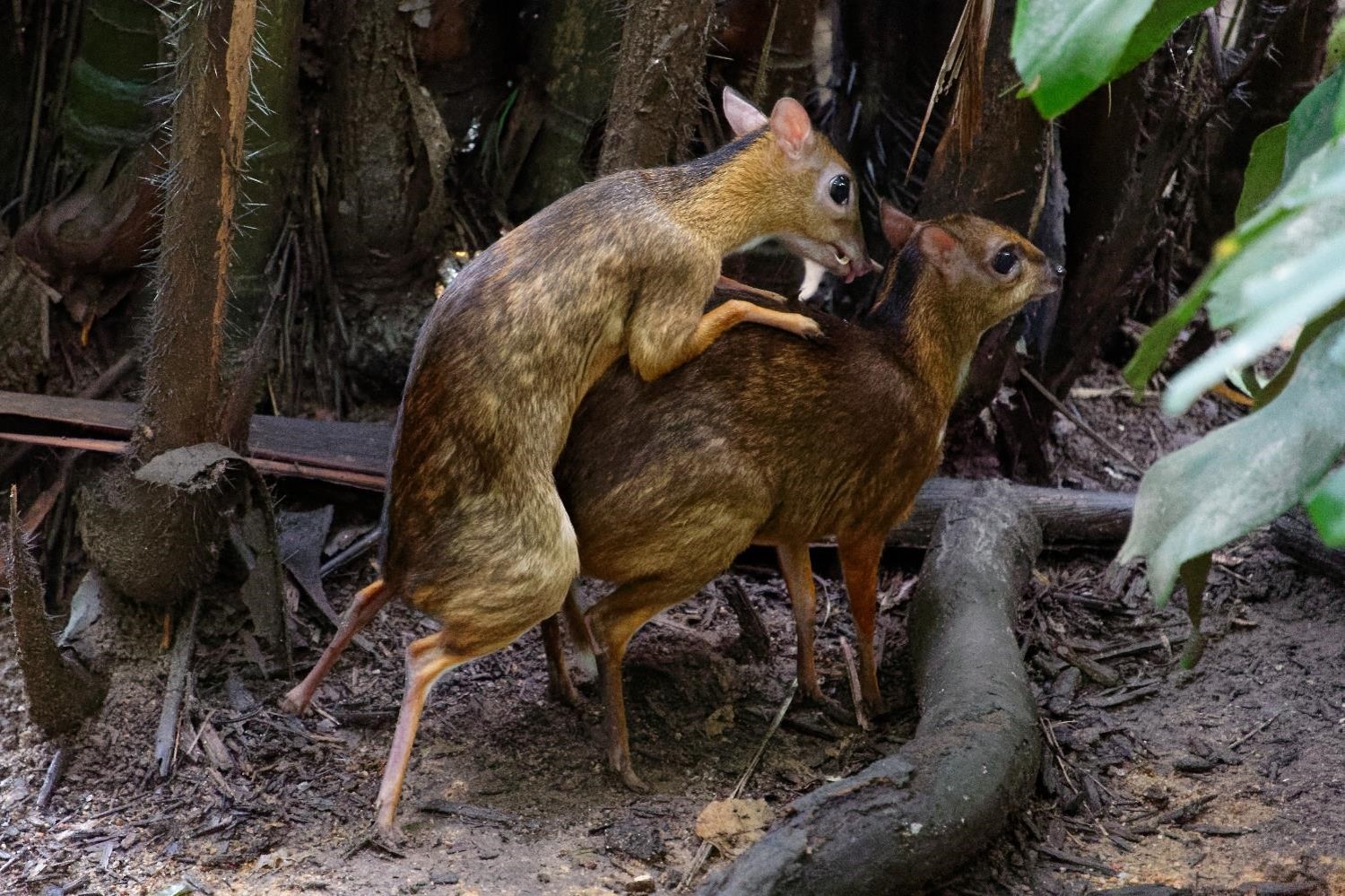 greater indo-malayan chevrotain