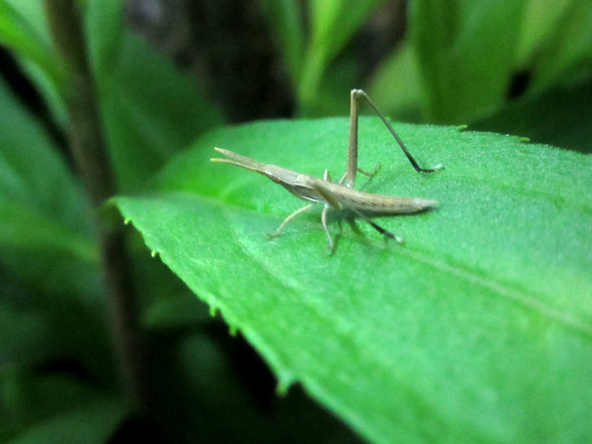  p>中华剑角蝗(学名: i>acrida cinerea /i>)是剑角蝗科,剑角蝗属昆虫