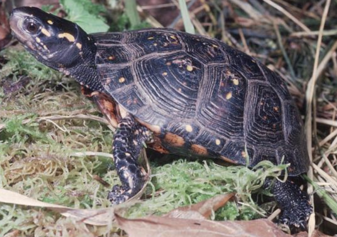  p>星点水龟(学名: i>clemmys guttata /i>)是泽龟科,水龟属动物.