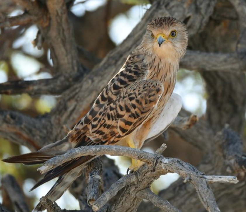  p>巨隼(学名: i>falco rupicoloides /i>):是隼科,隼属的一种猛禽.