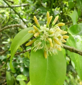 马钱子（马钱科马钱属植物）_百度百科