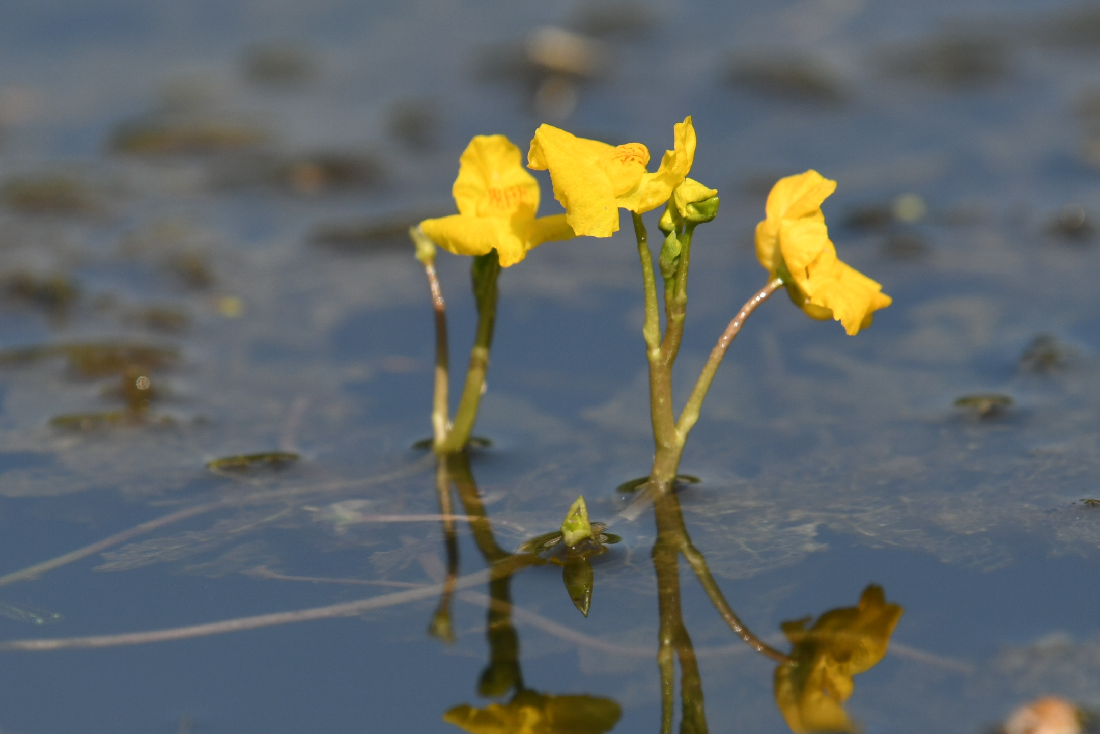 是狸藻科狸藻属水生草本植物.