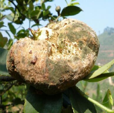 href="/item/油茶/6006" data-lemmaid="6006">油茶 /a>的病害